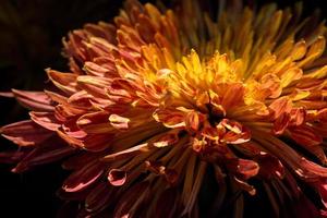 Small red wild chrysanthemums in the park photo