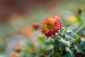 pequeños crisantemos rojos silvestres en el parque foto