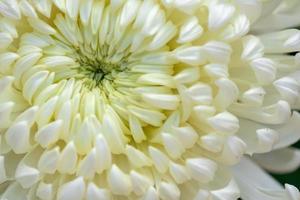 The big white chrysanthemums are in the park photo
