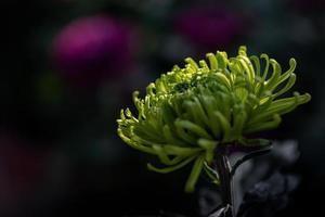 Light green big chrysanthemums are in the park photo