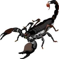 vector animal escorpión artrópodos