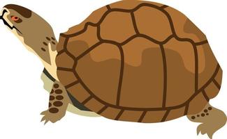 tortuga, reptil, animal, vector