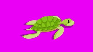 tecknad grön skärm - djur - havssköldpadda 2d animation video