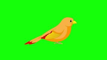 Cartoon grüner Bildschirm - Tiere - Vogelkanarien 2D-Animation video