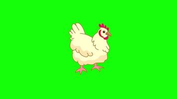 Cartoon Green Screen - Animals - Chicken Hen 2D Animation