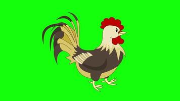dibujos animados pantalla verde - animales - pollo gallo animación 2d video