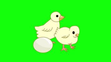 écran vert de dessin animé - animaux - poussins avec oeuf