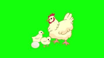 cartoon groen scherm - dieren - kip met kuikens en ei 2d animatie