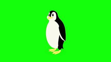 tela verde dos desenhos animados - animais - pinguim video