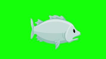 desenho animado tela verde - animais - garoupa de peixe animação 2d