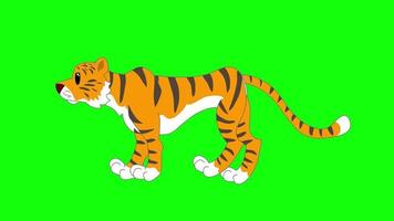 pantalla verde de dibujos animados - animales - tigre salvaje animación 2d video