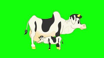 Cartoon Green Screen - Animal - Cow milking Calf 2D Animation video