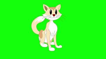 desenho animado tela verde - animais - gato doméstico