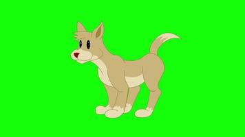 Cartoon Green Screen - Animals - Domestic Dog 2D Animation video