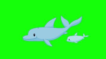 Cartoon Green Screen - Animals - Dolphins 2D Animation