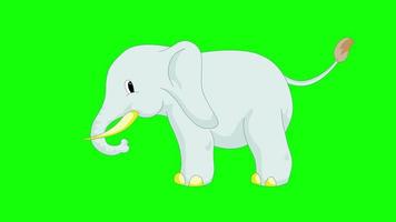 cartoon groen scherm - dieren - olifant 2d animatie video