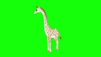 cartoon groen scherm - dieren - giraffe 2d animatie video