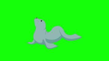 tecknad grön skärm - djur - säl video