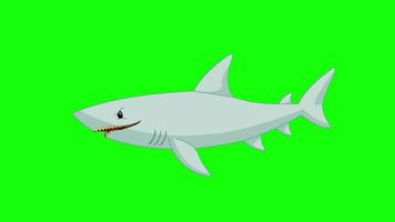 Cartoon Green Screen - Animals - Fish Mammal Shark video