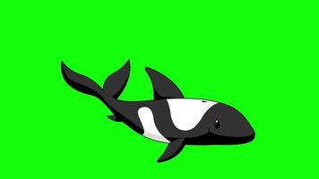 dibujos animados pantalla verde - animales - mamíferos ballena animación 2d video