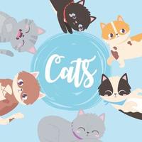 cats cute feline mascot animals domestic blue background vector