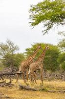 hermosa pareja majestuosa jirafas parque nacional kruger safari en sudáfrica.