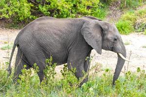 cinco grandes elefantes africanos safari en el parque nacional kruger en sudáfrica. foto