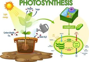 Diagram showing process of photosynthesis in plant vector