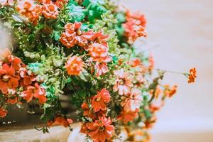 Background image of orange flower bushes planted in white pots. Empty space. photo