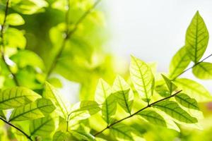 hermosas hojas verdes con luz solar. foto