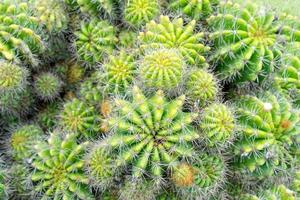 hermoso cactus en el jardín. ampliamente cultivada como planta ornamental. foto