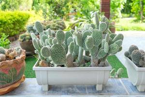 Beautiful cactus in pot. Widely cultivated as an ornamental plant. photo