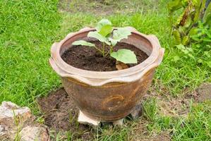 A small tree plantation in Terra Cotta pot. photo