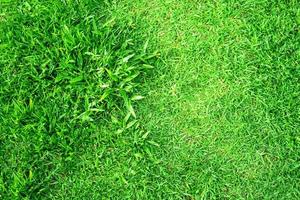 Green grass texture for background. Green lawn pattern and texture background. photo