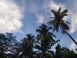 coconut tree village view background photo