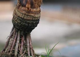 pequeño cocotero en macetas para material bonsai con raíces que sobresalen con la impresión de raíces viejas foto