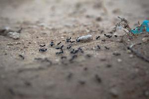 Closeup shot of a group of black ants walking on dirt