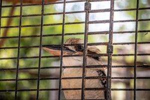 Close Up retrato de un kookaburra riendo dentro de una jaula foto
