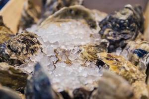 Fresh shell oysters at a fish market stall photo