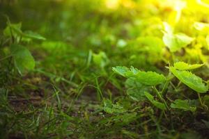 Close up on forest ground flora with green plants and grass photo