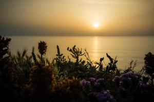 Serene golden sunset over the sea with the wild flowers photo