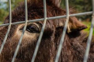 Donkey behind metal fence photo