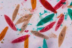 Paramecium caudatum under the microscope - Abstract shapes in color of green, red, orange and brown on white background photo