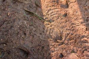 Texture of mud with footprints of animals and people's shoes photo