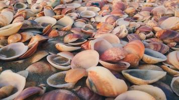 Sea shells on the beach photo