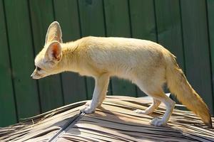 close up of fennec fox photo