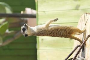 close upp of cute meerkat photo