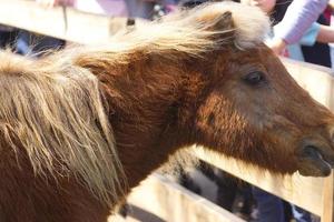 caballo marrón lindo pequeño pony foto