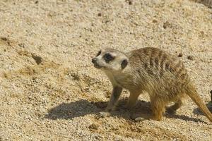 close upp of cute meerkat photo