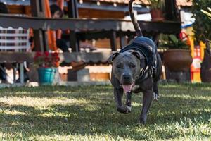 Pit bull dog playing in an open field at sunset photo